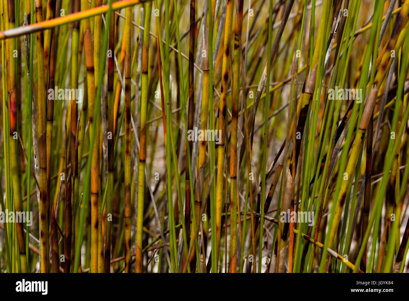 Australian Bush Reed Natural grass reed bed on Fraser Island Queensland, Australia Stock ...