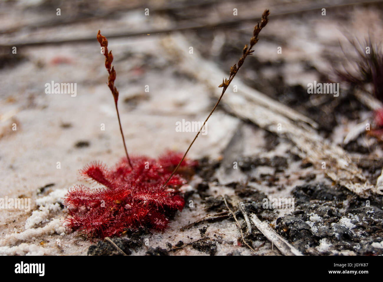 Red color sundew on white sand. Carnivorous plants of Fraser Island, Australia can trap and consume insects. Drops of mucilage at the tip of each tent Stock Photo