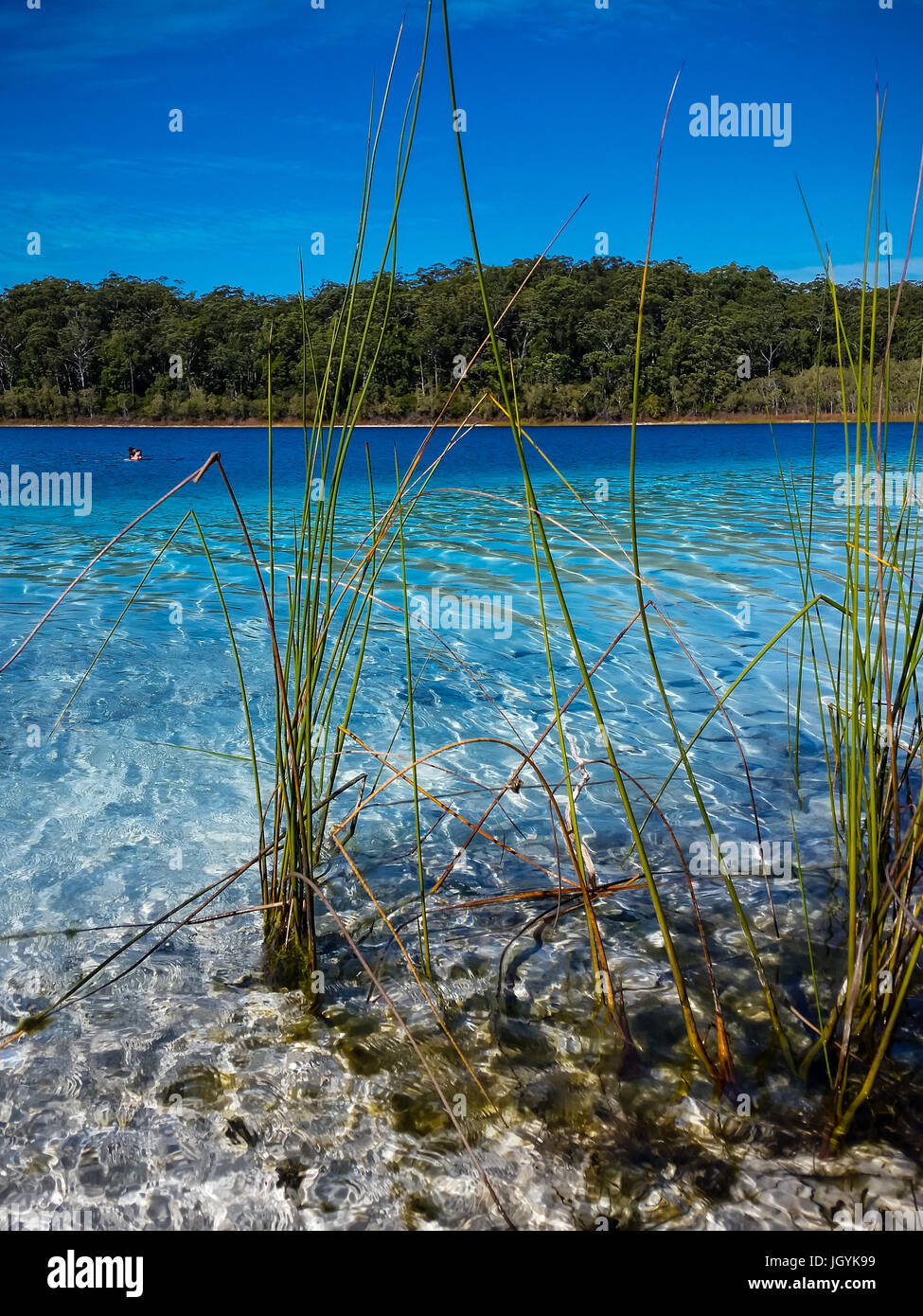 Reed grass in the crystal clear waters of crater lake , Lake Mckenzie on Fraser Isalnd, Queensland, Australia. Blue water blue sky. Stock Photo
