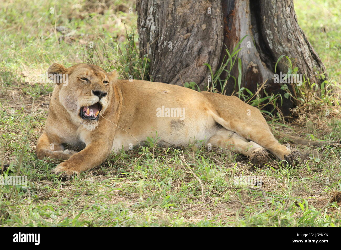 Beautiful roaring lion hi-res stock photography and images - Alamy