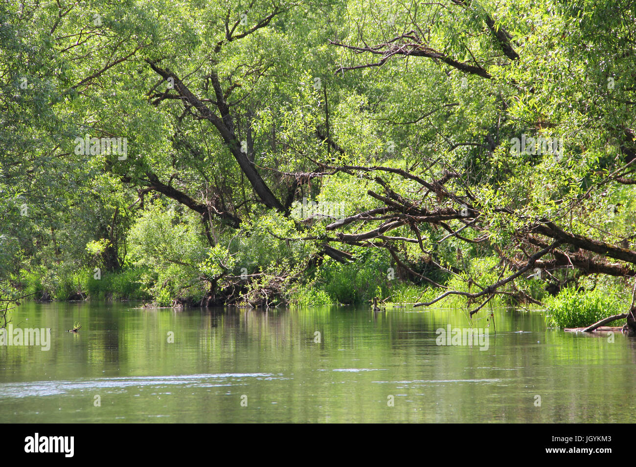 Russian landscape with small green river in forest Stock Photo - Alamy