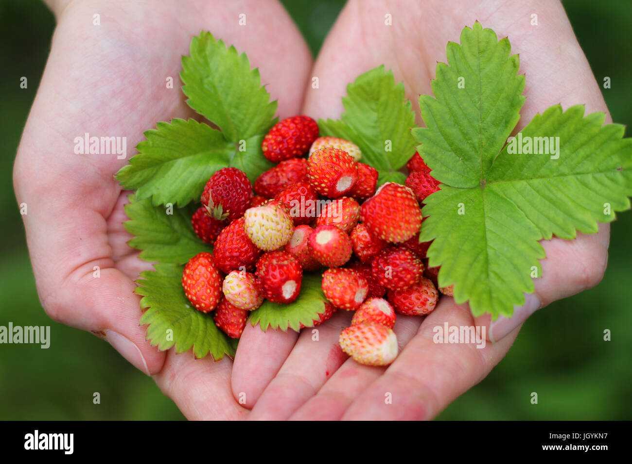 Fresh wild strawberry in hands over green grass background Stock Photo ...