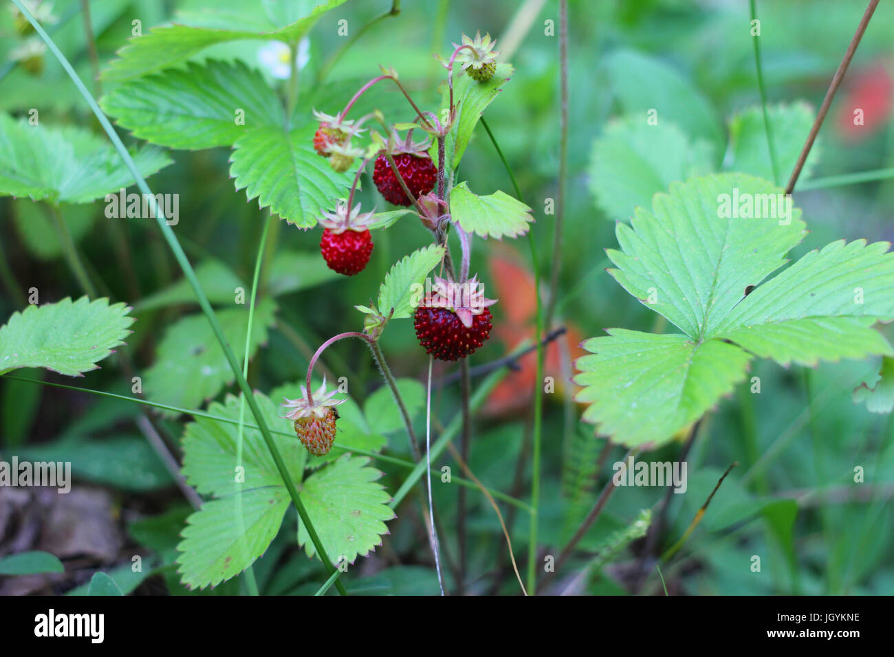 Red ripe wild strawberry growing in forest Stock Photo - Alamy