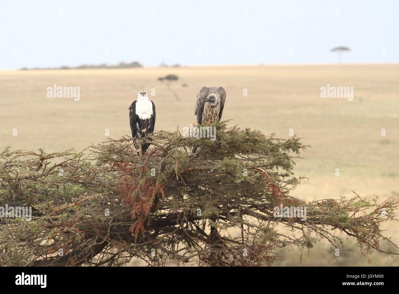 Eagle and vulture share a tree Stock Photo