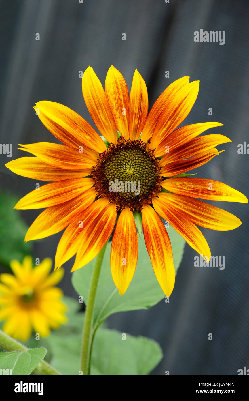 Sunflower in bloom Stock Photo Alamy