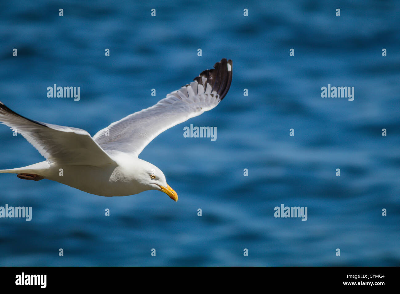 Herring Gull (Larus Argentatus) soaring over the ocean Stock Photo