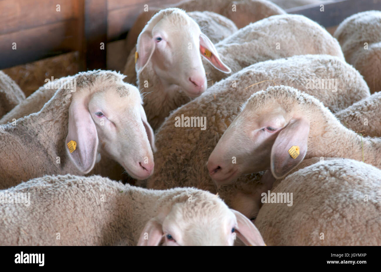 group of sheep in farm. Close up Stock Photo