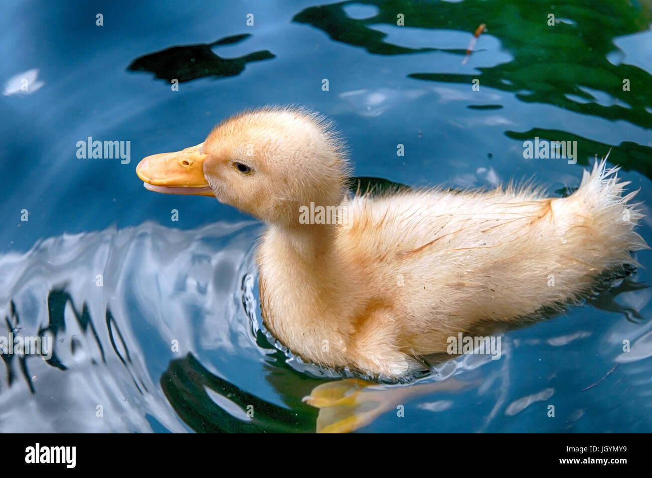 white duck swimming in water Stock Photo