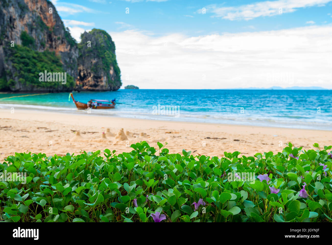 Beautiful tropical beach flowers grow on the beach in Thailand Stock