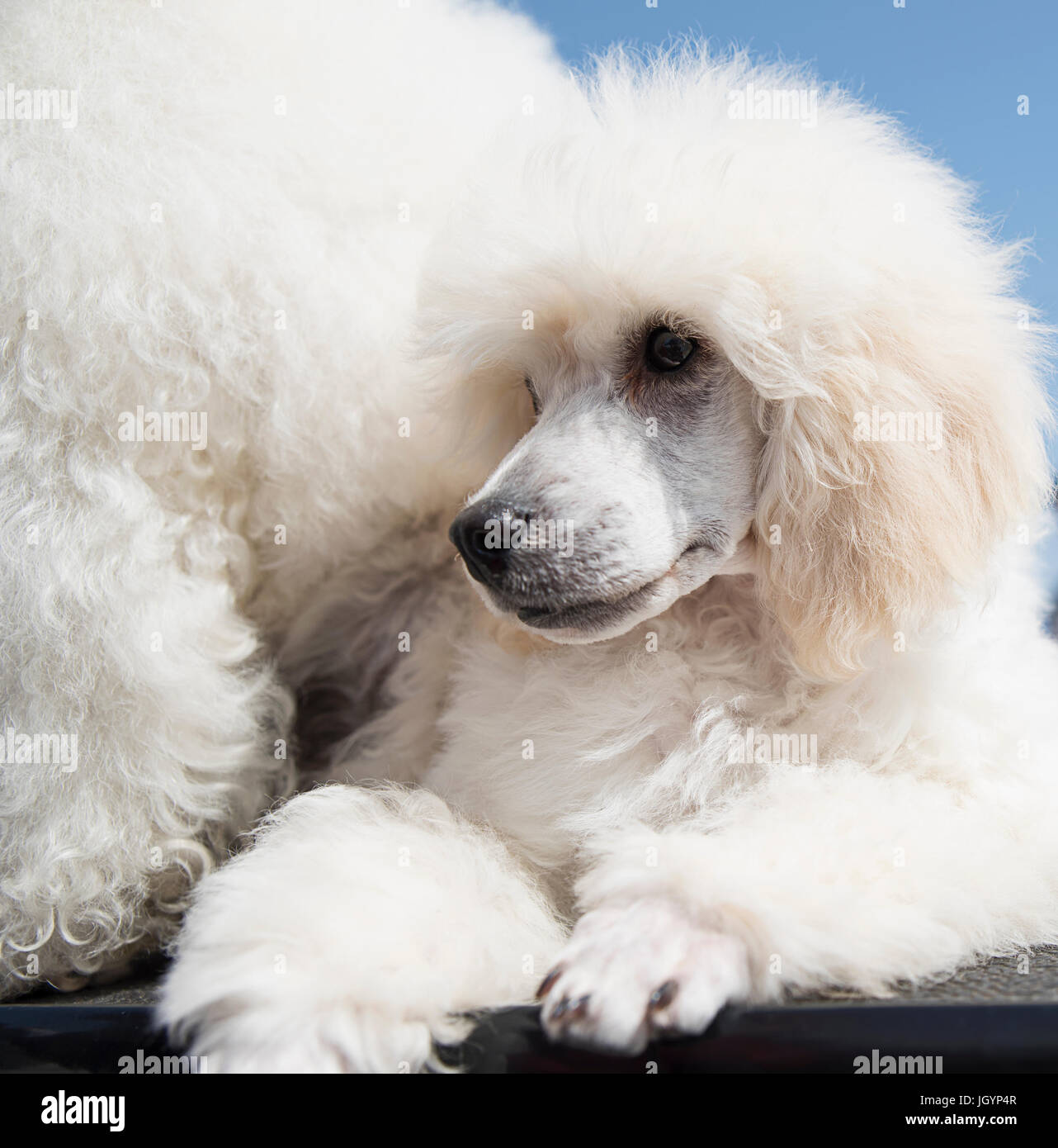 Portrait of a white poodle puppy Stock Photo - Alamy