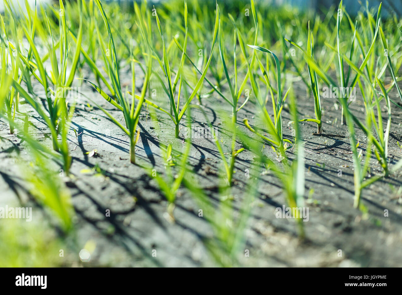 plant of onion in rows at farm field Stock Photo - Alamy