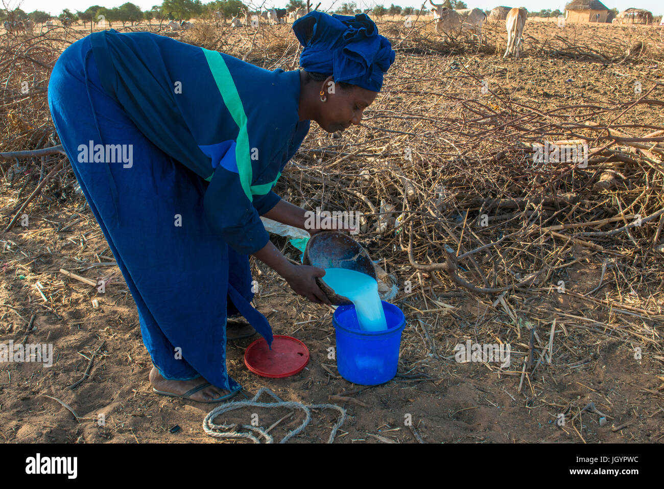 Peul woman pouring fresh milk. Senegal. Stock Photo