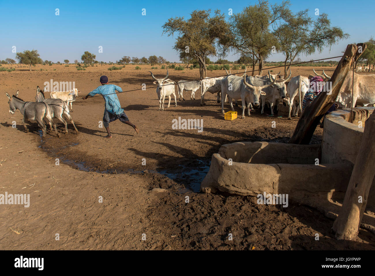 Cattle and well. Senegal. Stock Photo