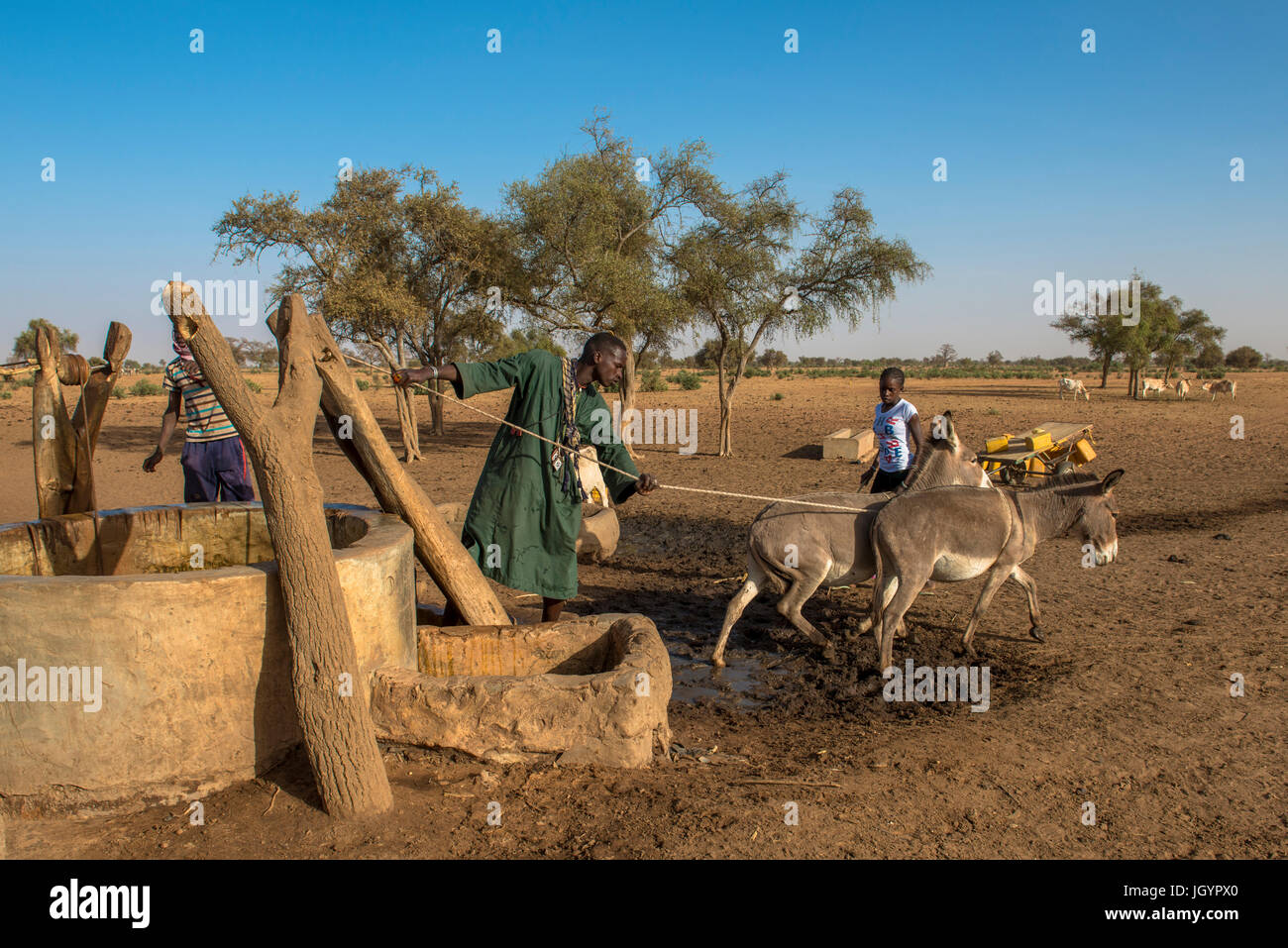 Peul cattle herder using donkeys to fetch water from a well. Senegal. Stock Photo