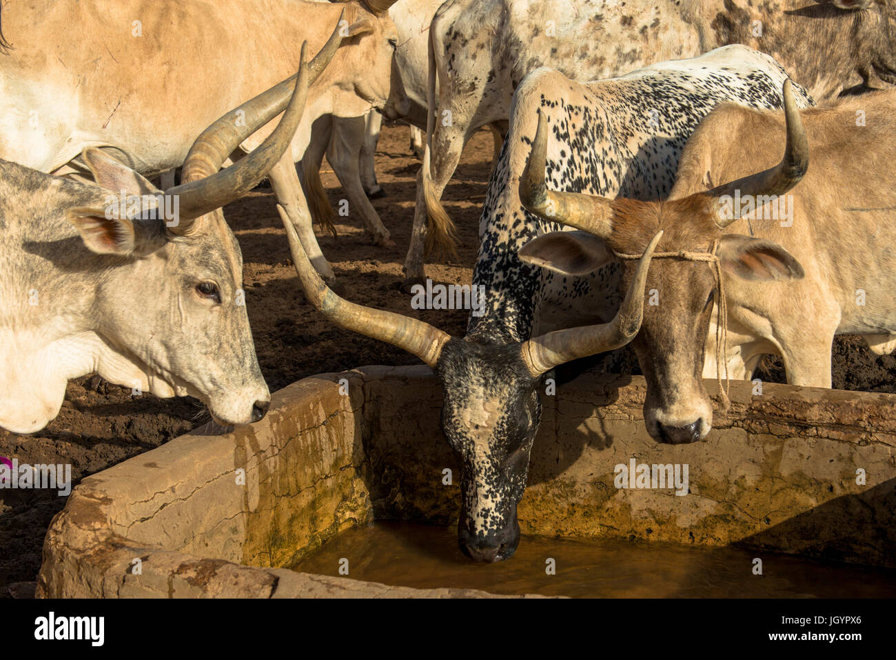 Cattle drinking water. Senegal. Stock Photo