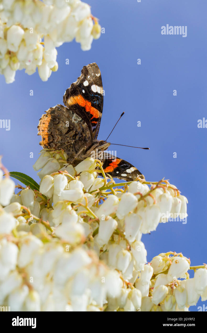Red Admiral butterfly (Vanessa atalanta) adult basking on Pieris japonica flowers in a garden. Powys, Wales. March. Stock Photo