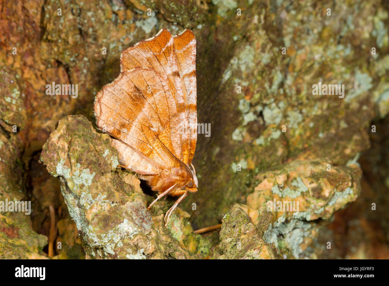Early Thorn (Selenia dentaria) adult moth resting on the bark of a tree. Powys, Wales. April. Stock Photo