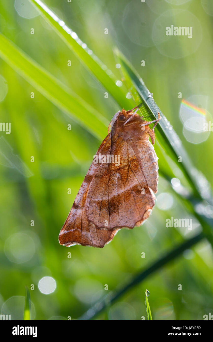 Early Thorn (Selenia dentaria) adult moth resting amongst grasses. Powys, Wales. April. Stock Photo