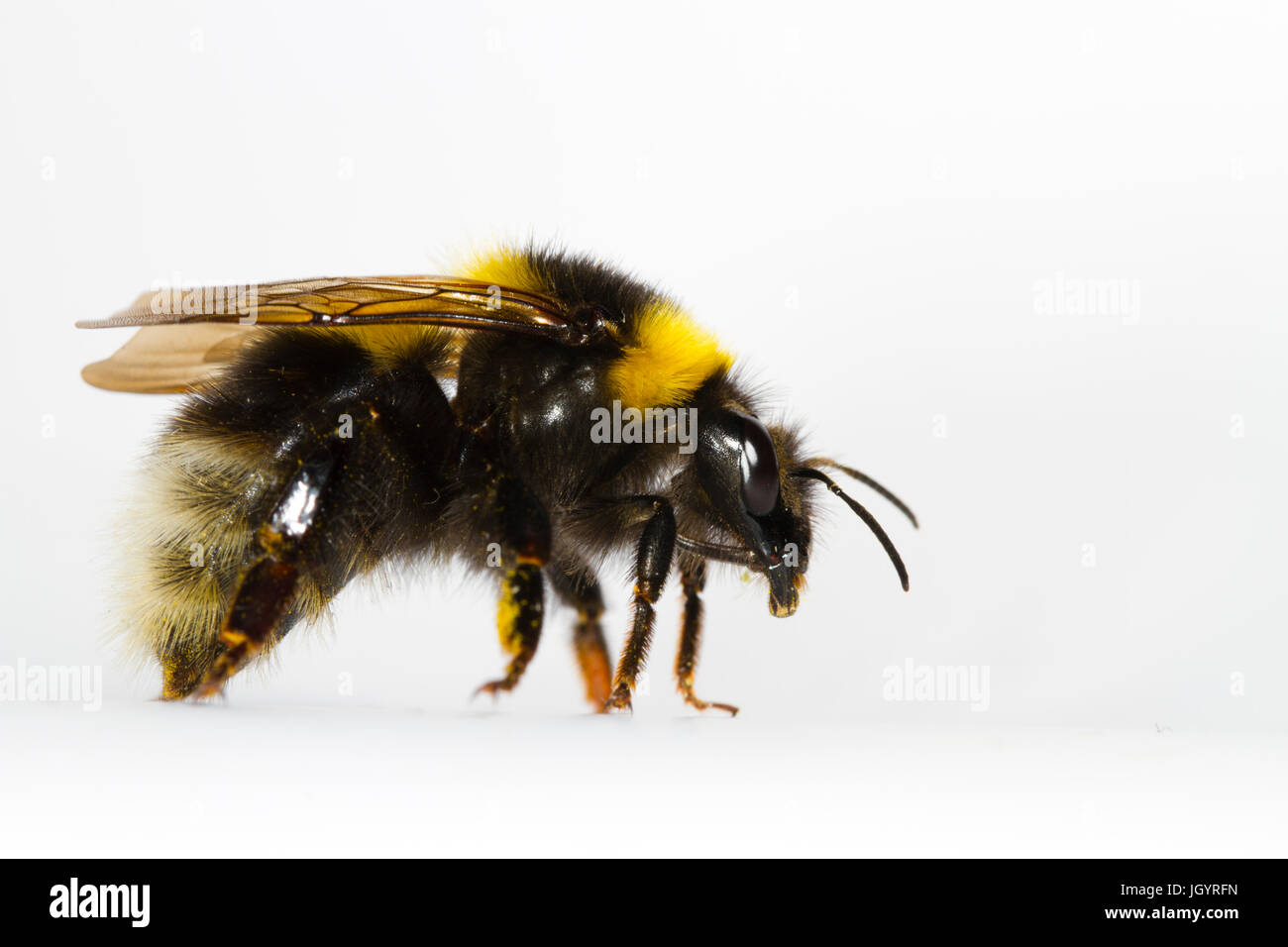 Garden Bumblebee (Bombus hortorum) adult queen photographed on a white background. Powys, Wales. April. Stock Photo