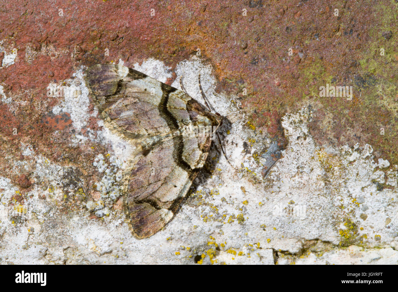 The Streamer (Anticlea derivata) adult moth resting on an old wall. Powys, Wales. April. Stock Photo