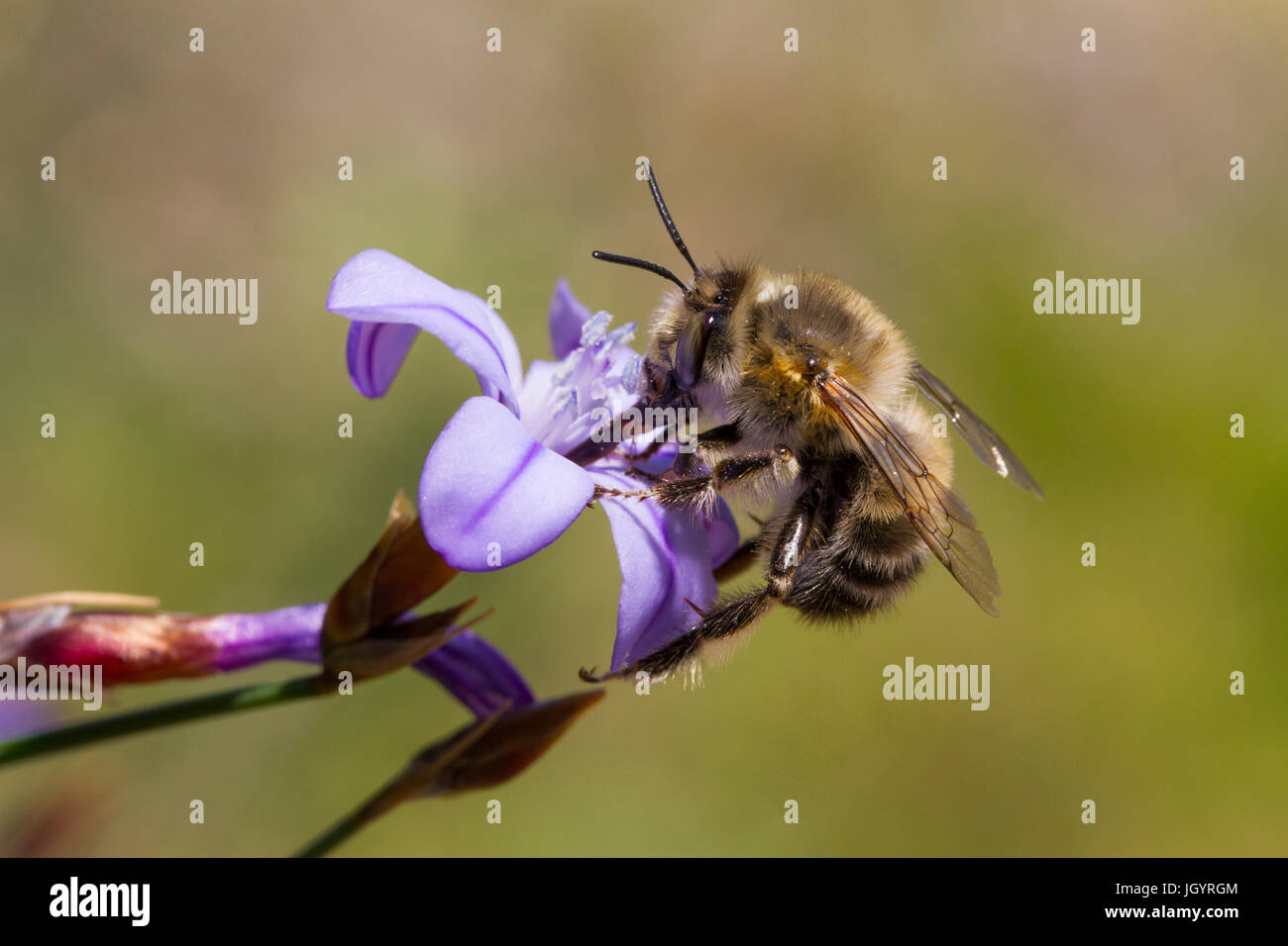 Bee (Anthophora sp.) adult male feeding on a Aphyllanthes monspeliensis flower. Chaîne des Alpilles, Bouches-du-Rhône, France. April. Stock Photo