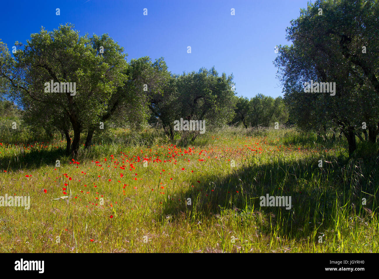 Corn Poppies (Papaver rhoeas) flowering in an olive orchard. Near Mouries, Bouches-du-Rhône, France. April. Stock Photo