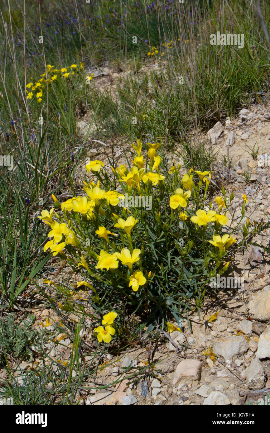 Linum campanulatum flowering in open garrige habitat. Chaîne des Alpilles, Bouches-du-Rhône, France. April. Stock Photo