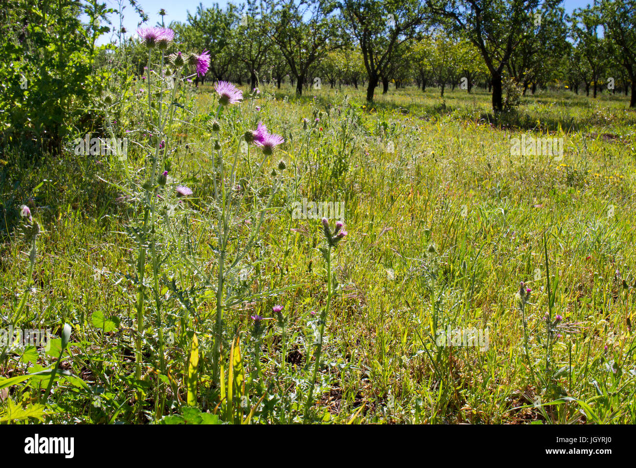 Purple Milk Thistle (Galactites tomentosa) flowering in an almond orchard. Near Mouries, Bouches-du-Rhône, France. May. Stock Photo