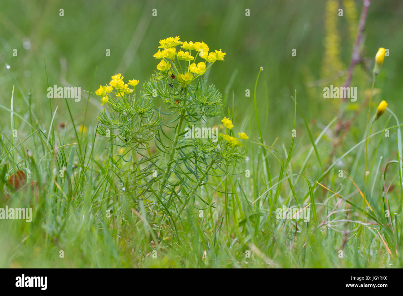 Cypress Spurge (Euphorbia cyparissias) flowering. On the Causse de Gramat, Lot Region, France. May. Stock Photo