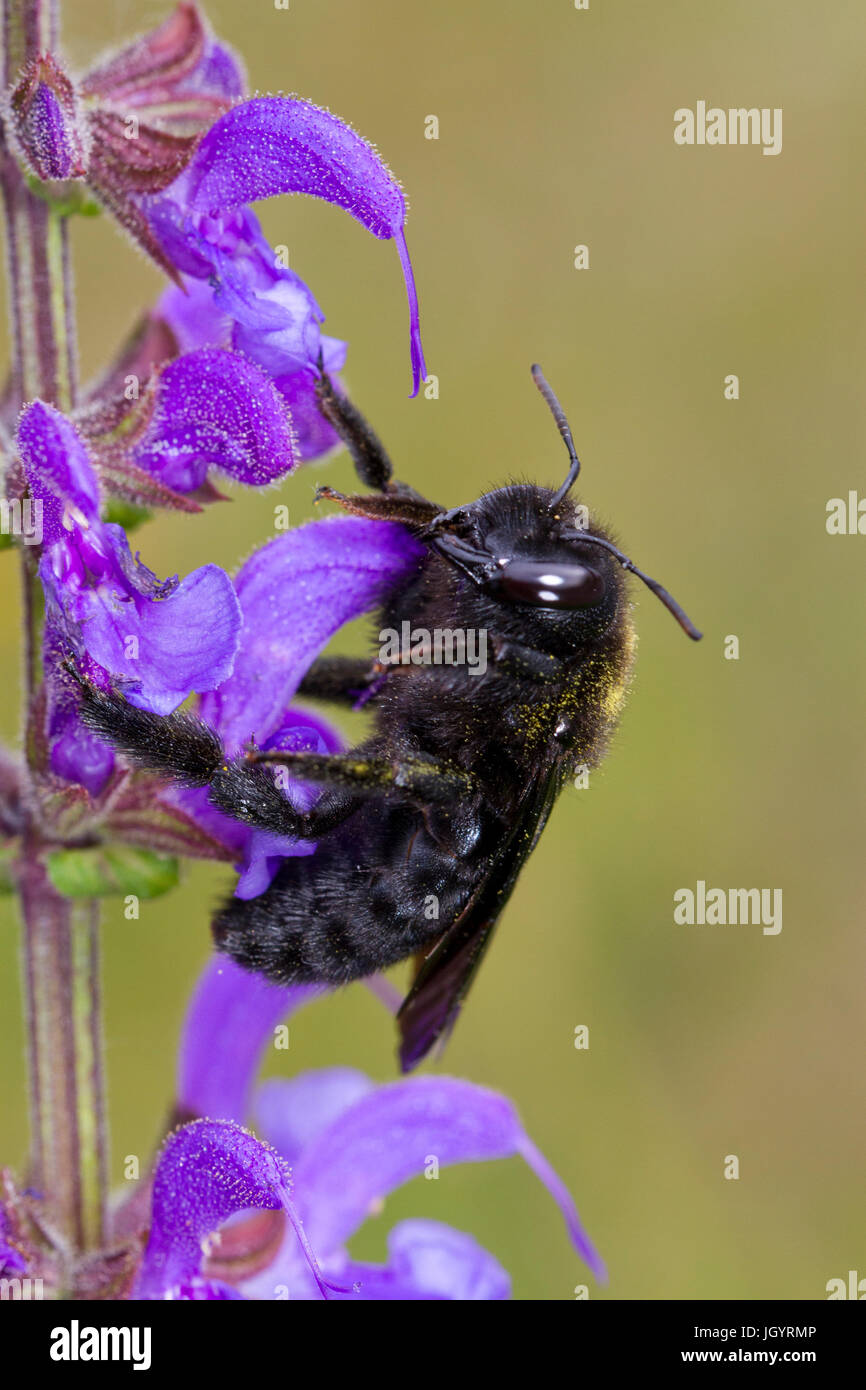 Violet Carpenter Bee (Xylocopa violacea) adult female on Meadow Clary  (Salvia pratensis) flowers. Causse de Gramat, Lot Region, France. May. Stock Photo