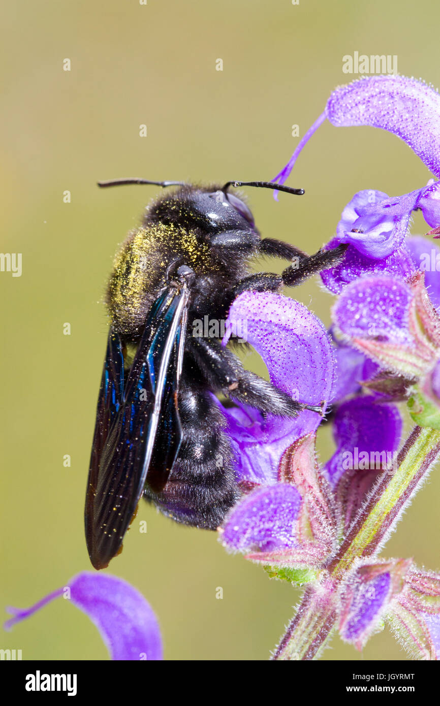Violet Carpenter Bee (Xylocopa violacea) adult female on Meadow Clary  (Salvia pratensis) flowers. Causse de Gramat, Lot Region, France. May. Stock Photo