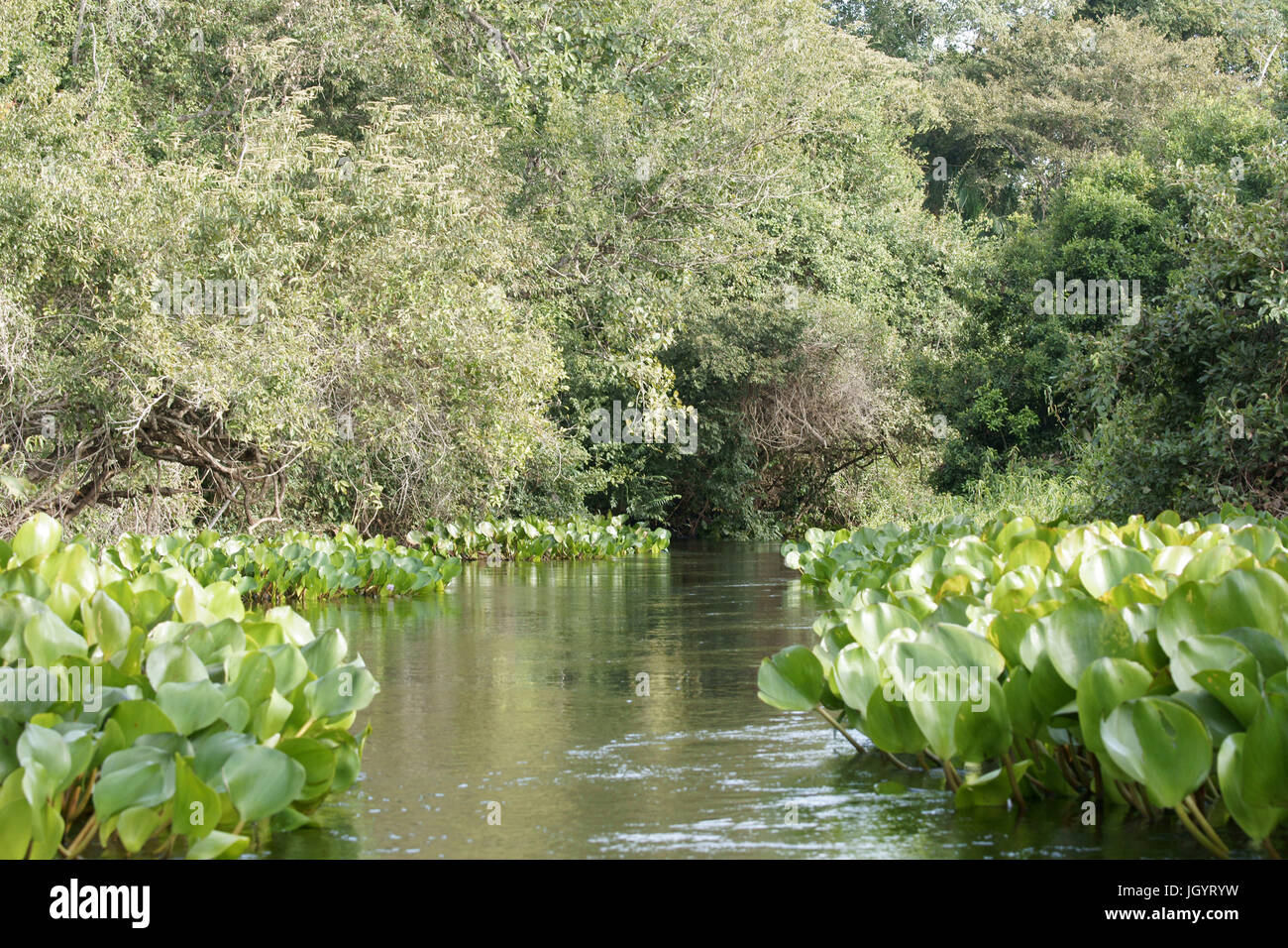 Pantanal landscape river green hi-res stock photography and images - Alamy