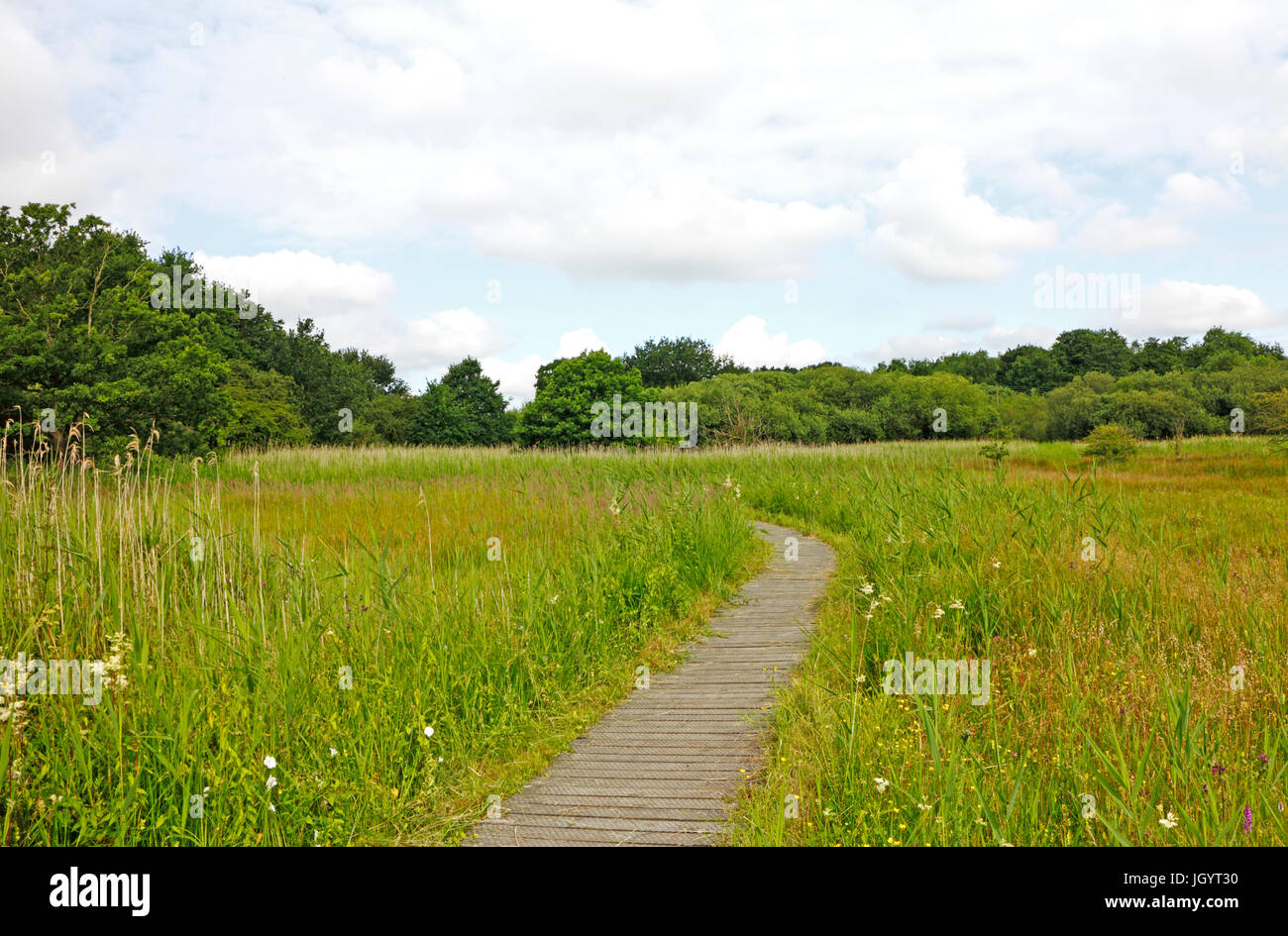 A view of the boardwalk across the SSSI area at Southrepps Common, Norfolk, England, United Kingdom. Stock Photo