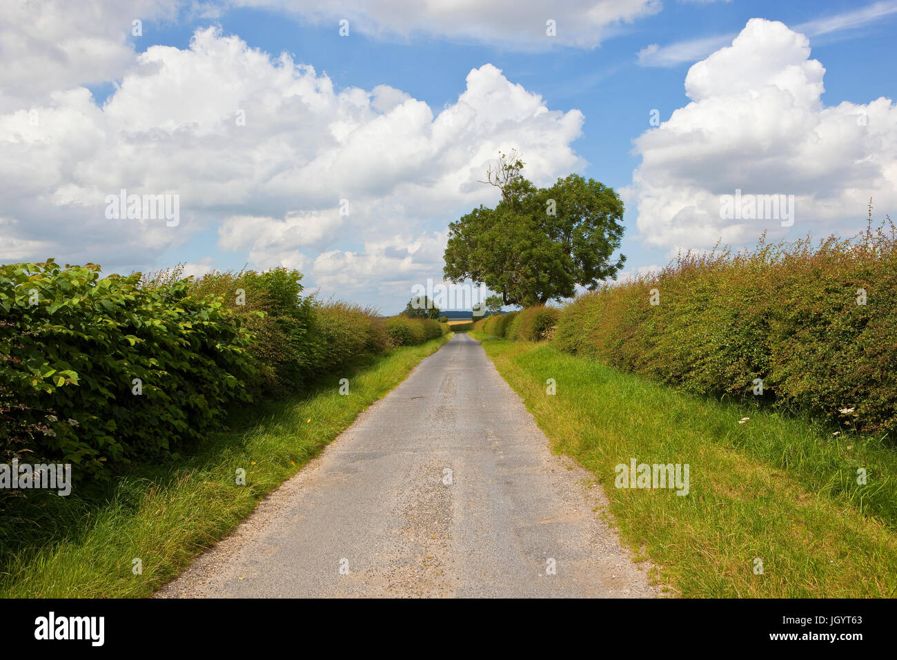 a summer country road with an oak tree through agricultural patchwork fields in the yorkshire wolds under a blue sky with white clouds Stock Photo