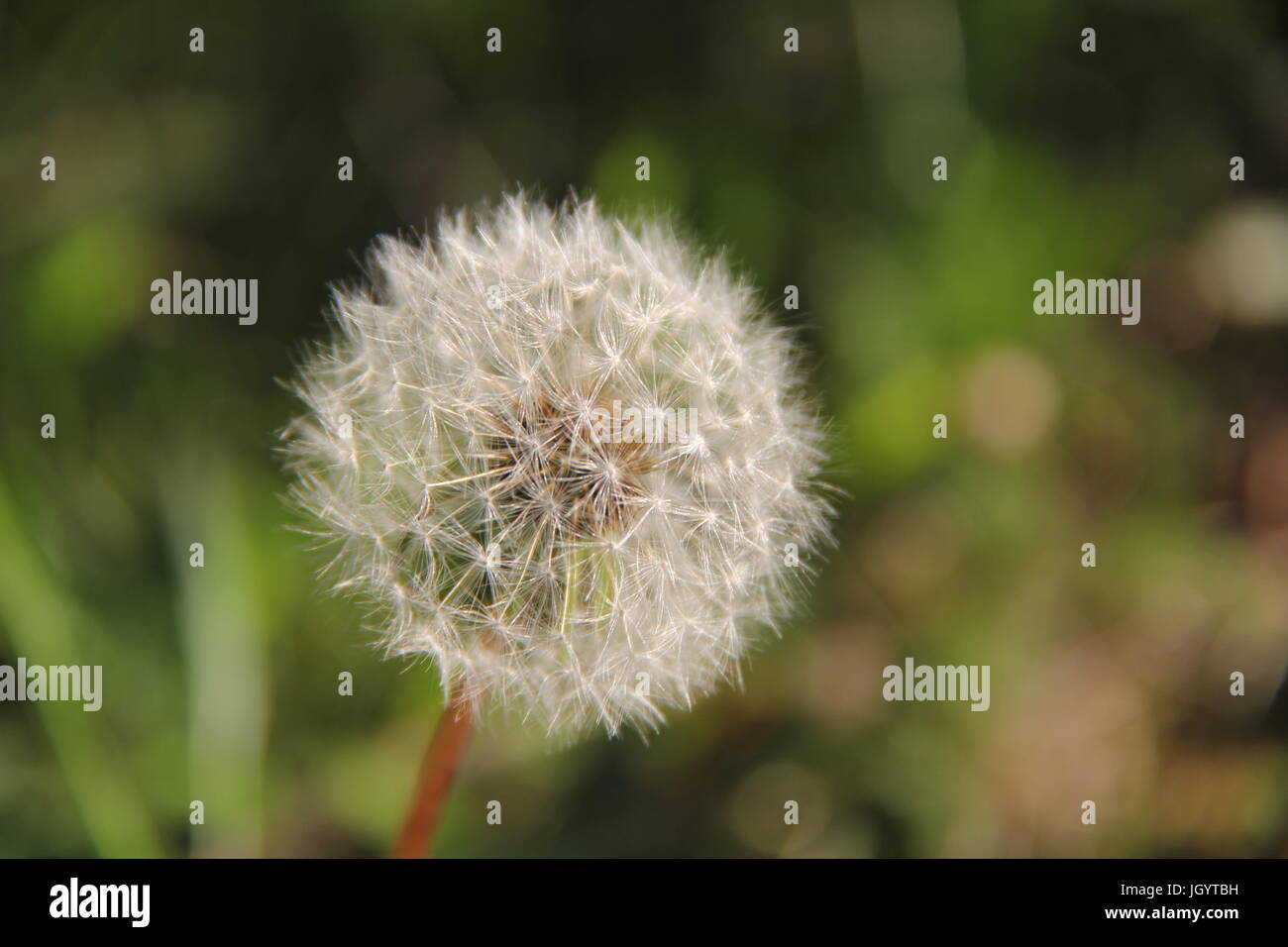 Isolated dandelion with green background Stock Photo - Alamy