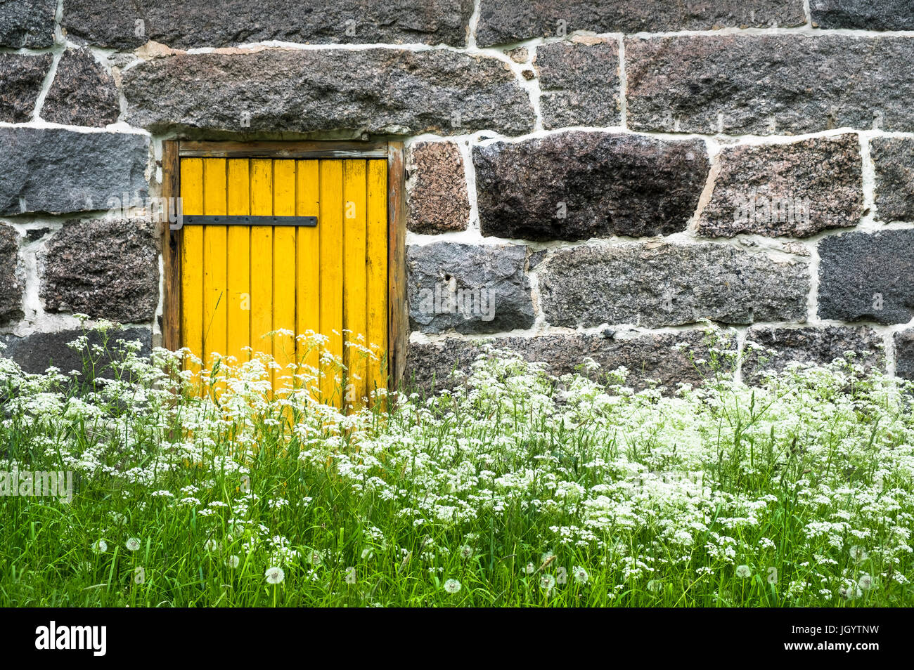 Old Stony Barn With Yellow Door And Natural Flower In Mantyharju