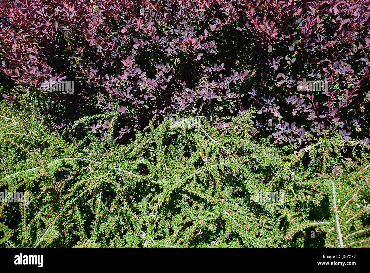 Flowering Cotoneaster and Berberis in spring garden Stock Photo