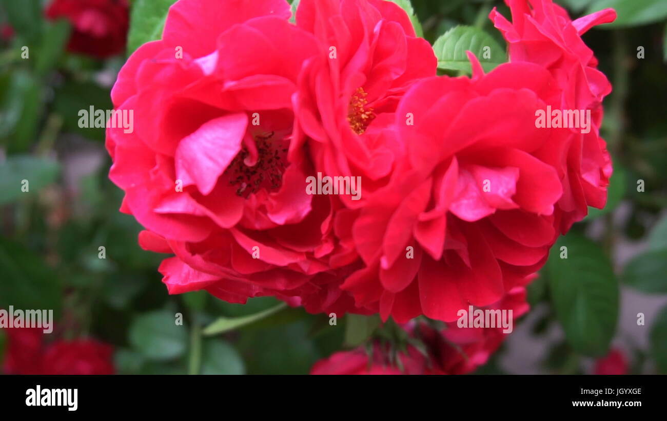 the flowers are wild roses growing in the form of an arch Stock Photo Alamy