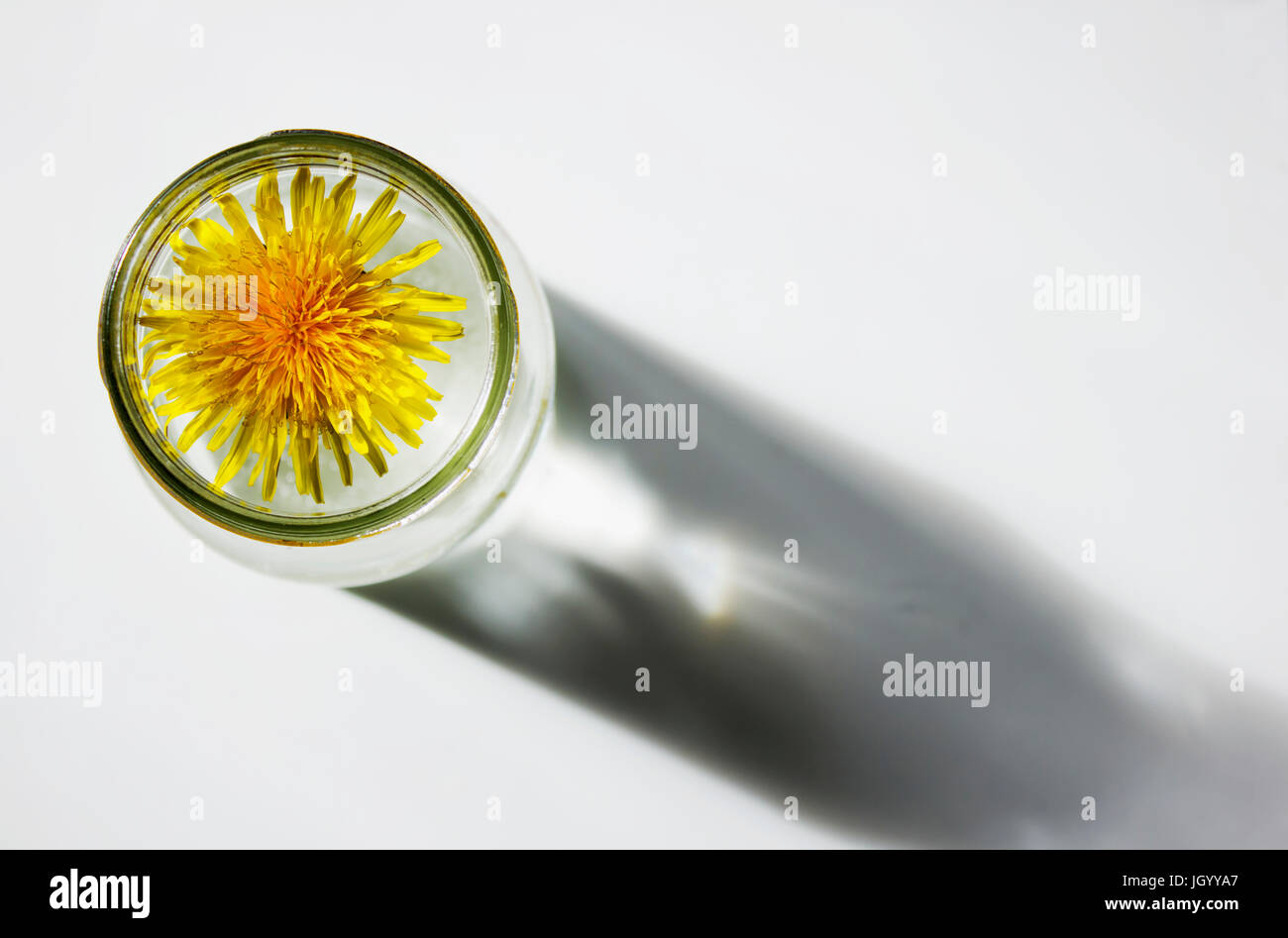 Top view of a yellow dandelion in a glass jar. Shadow on white ...