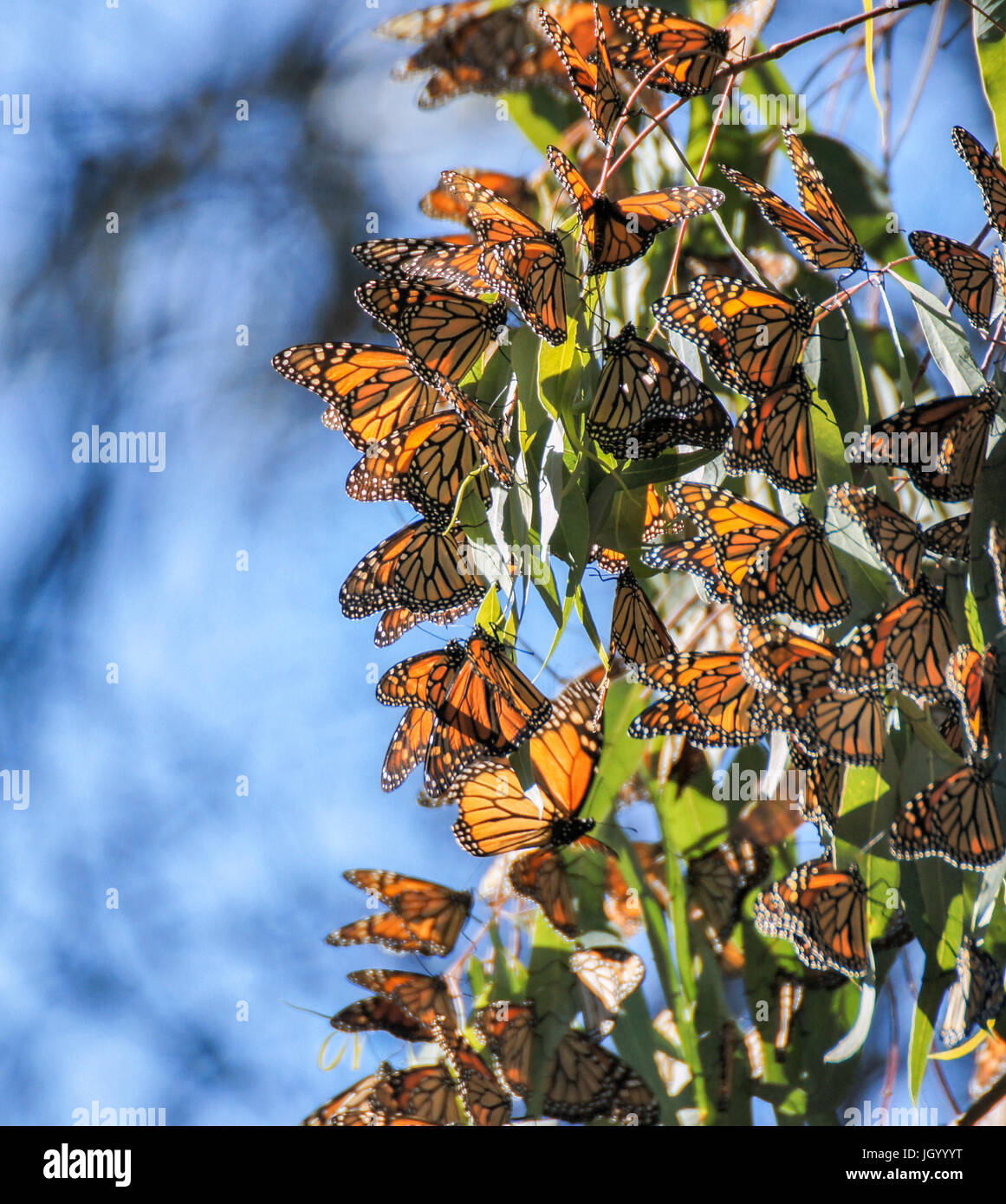 Monarch Butterfly (Danaus plexippus) Cluster Stock Photo