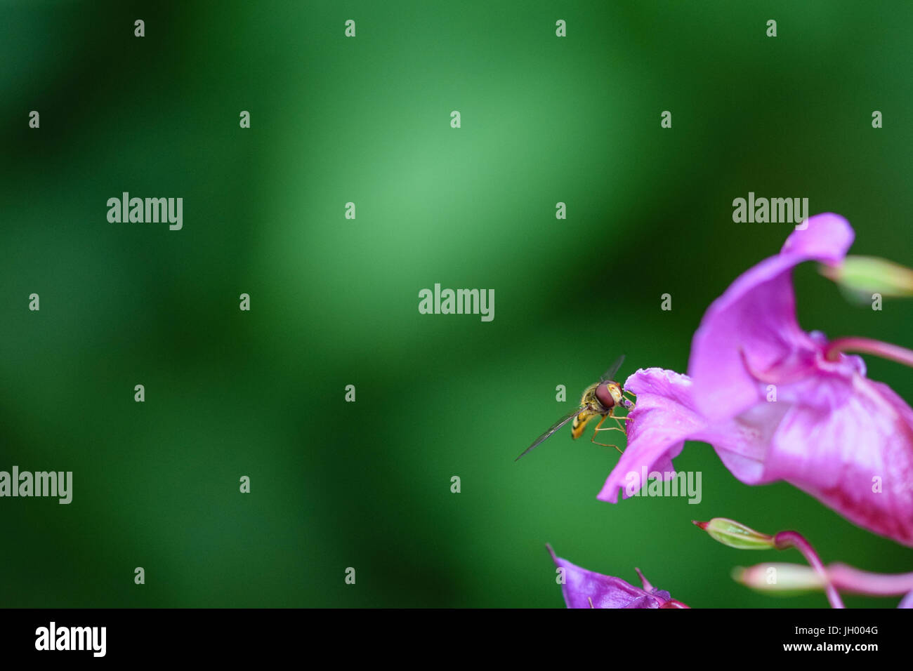 Hoverfly collecting nectar from wild Indian Balsam (jumping jack