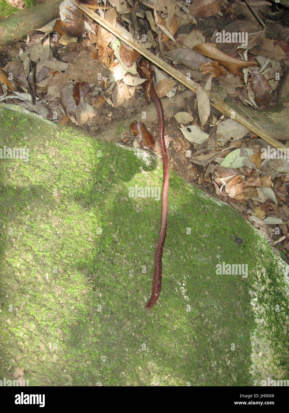 Foot, Earthworm, Trindade, Rio de Janeiro, Brazil Stock Photo