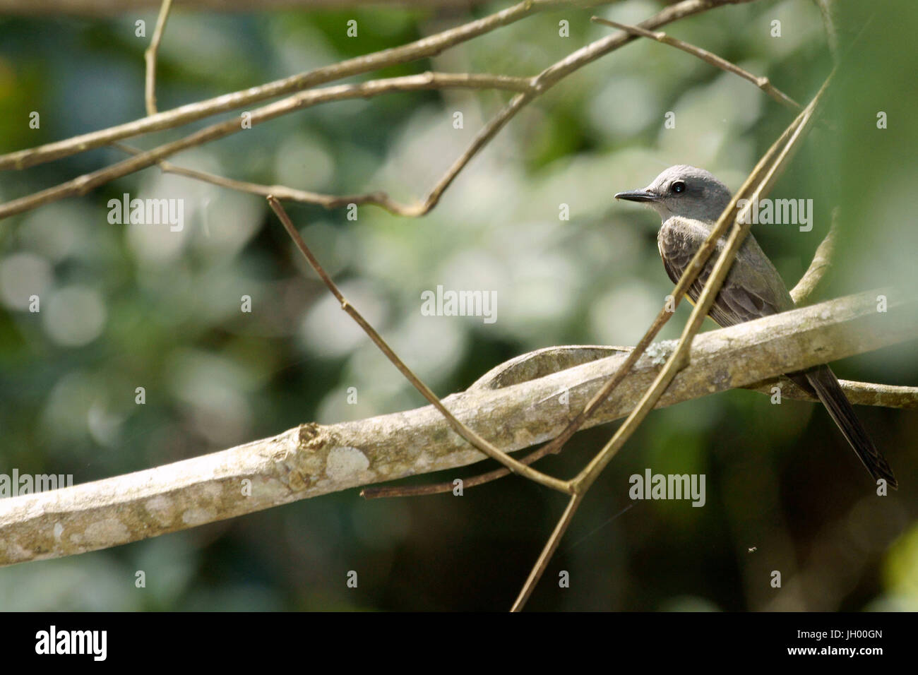 Birds, Nature, Trindade, Rio de Janeiro, Brazil Stock Photo
