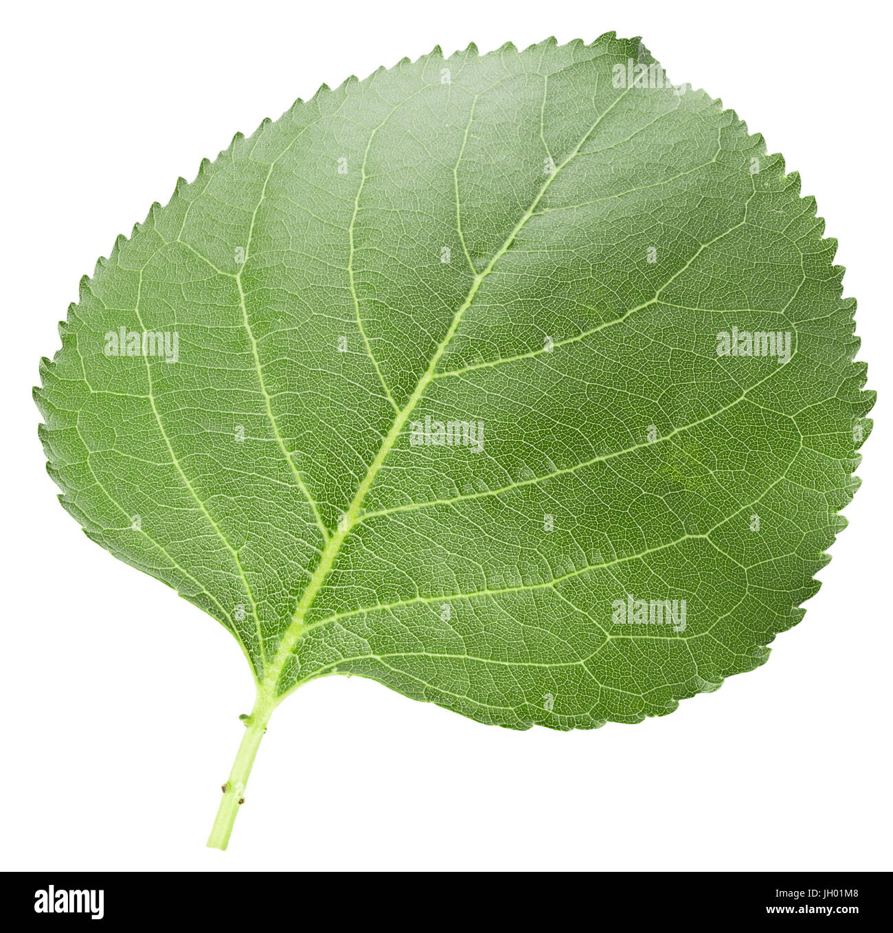 Apricot leaf hi-res stock photography and images - Alamy