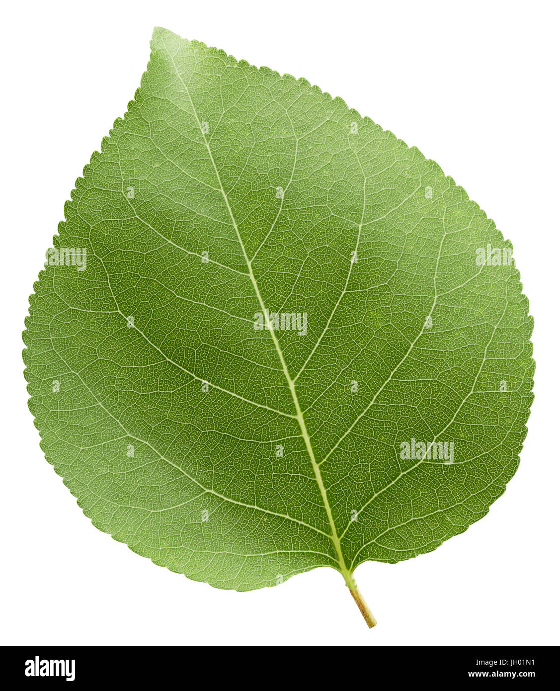 apricot leaf isolated on a white background Stock Photo - Alamy