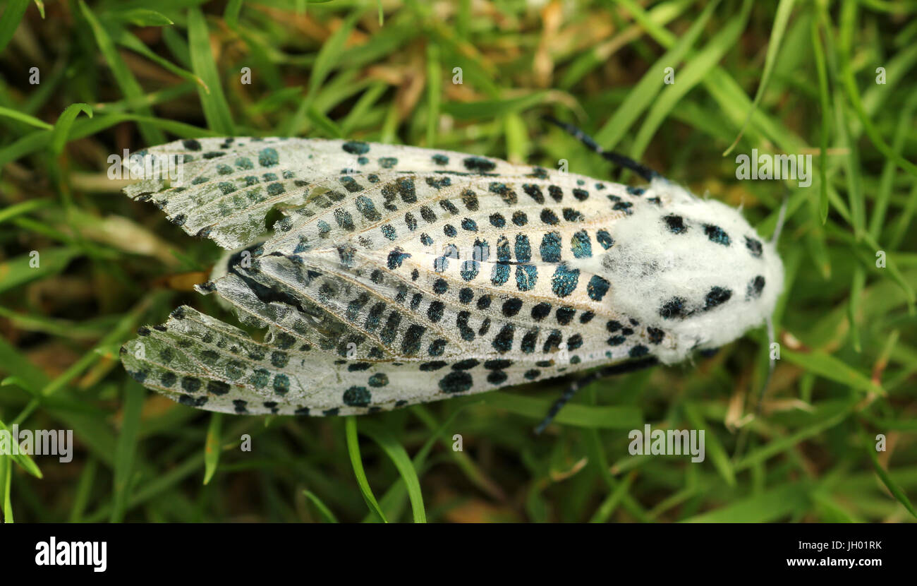 Leopard moth hi-res stock photography and images - Alamy
