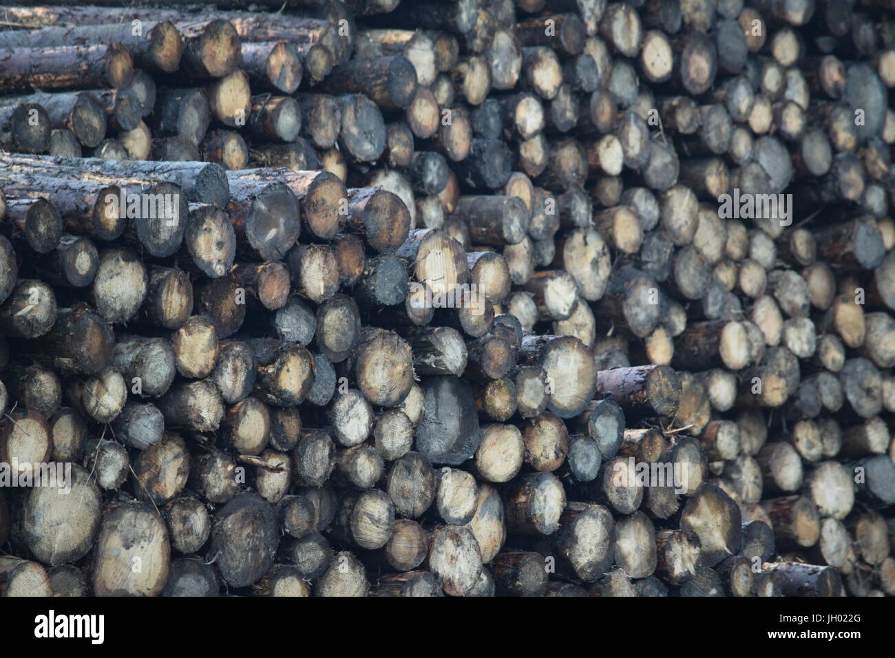 Stacked cut timber poles hi-res stock photography and images - Alamy
