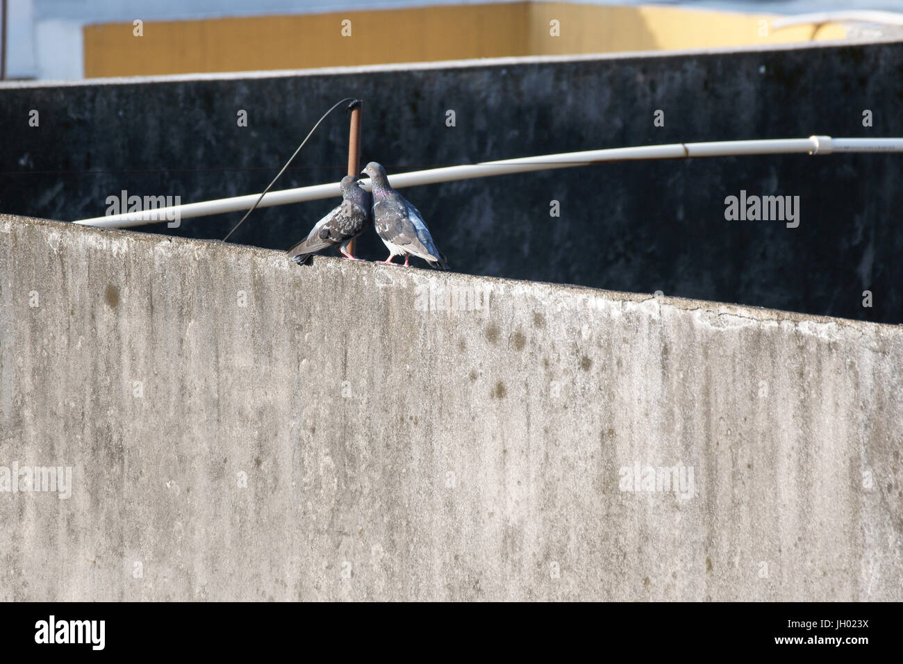Ash color pigeon hi-res stock photography and images - Alamy