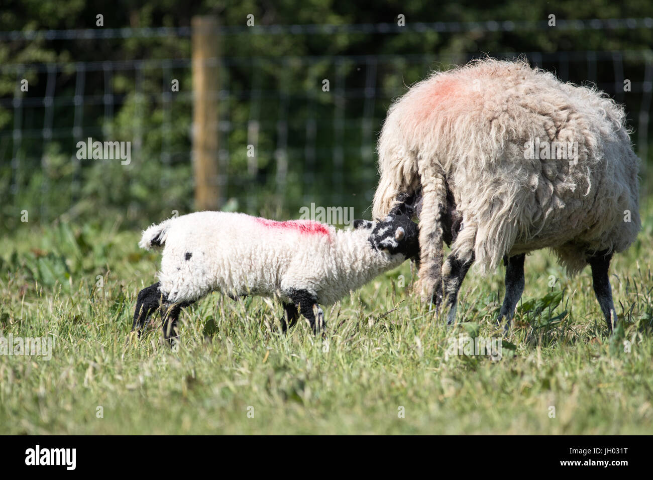 Young lamb suckles milk from his mother ewe in a field of grass. Stock Photo