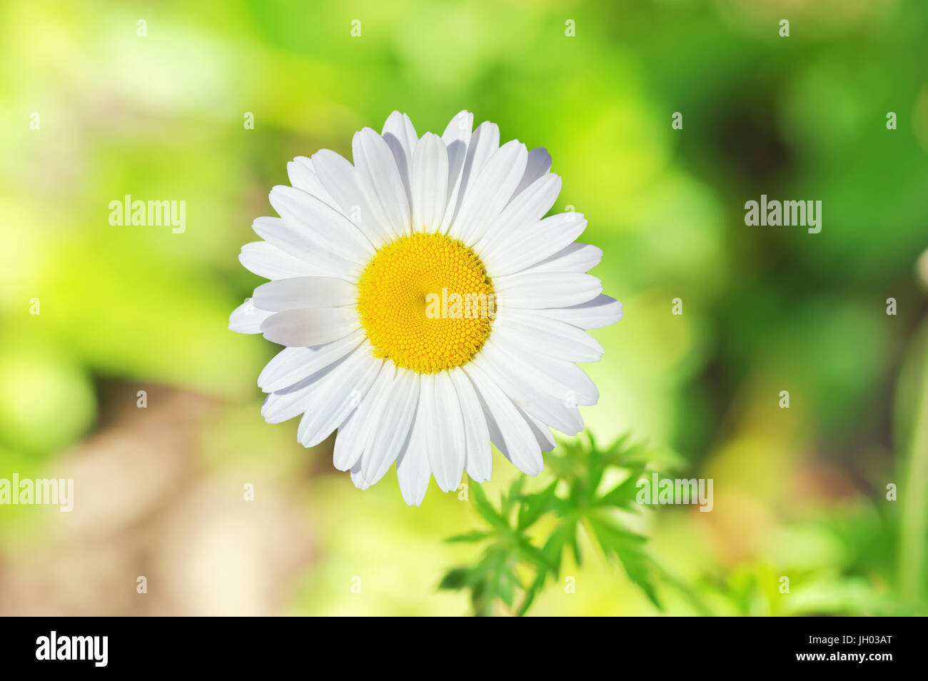 blooming camomile flower close up Stock Photo